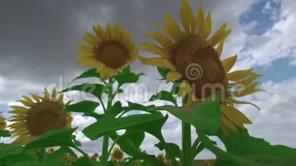 花葵逆天向日葵在风中摇曳视频的预览图