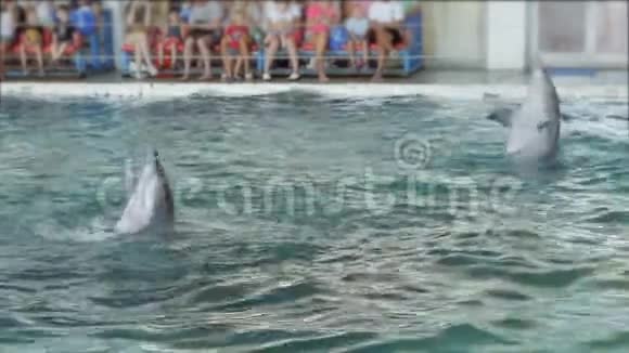 在热情的观众的映衬下两只海豚在游泳池里游泳视频的预览图
