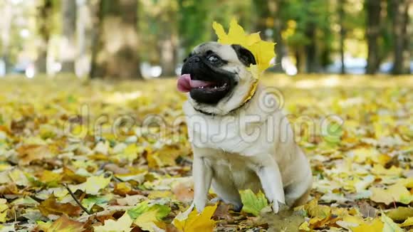 秋天阳光明媚的森林里一有趣的小狗坐在黄叶上戴着叶子项链的画像视频的预览图