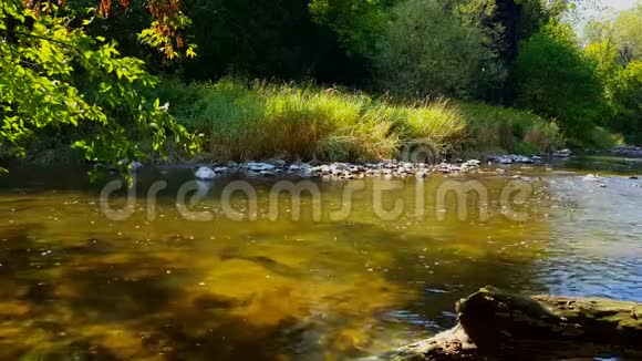 河中大型鱼类游泳的美丽风景三文鱼在森林周围的水中奔跑视频的预览图