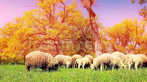 一群羊在草地上吃草视频的预览图
