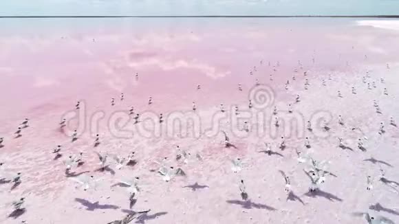 野生自然美精神平衡粉红湖视频的预览图