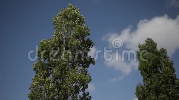 大风吹动杨树视频的预览图