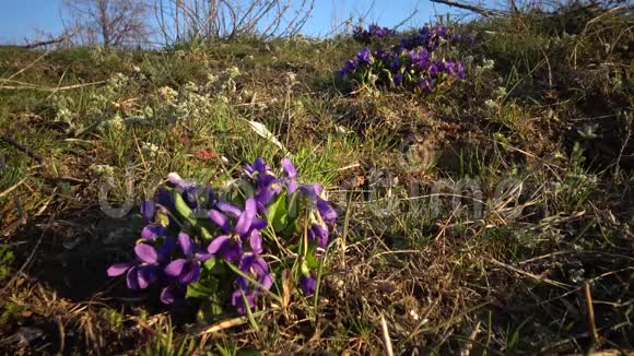 木紫甜紫薇春季开花时在河口斜坡上的野生植物视频的预览图