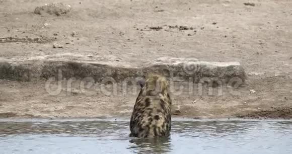发现鬣狗在纳米比亚水坑洗澡非洲野生动物视频的预览图