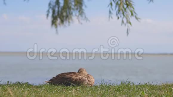 一只野鸭的特写镜头视频的预览图