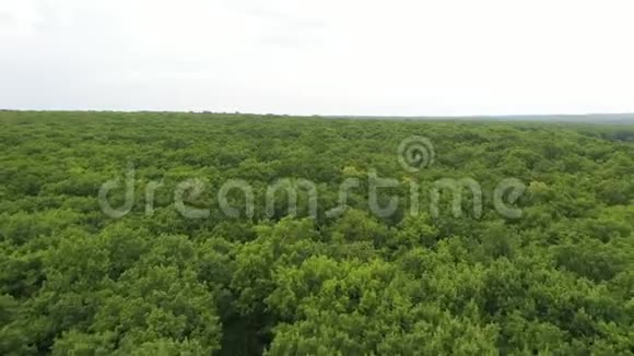 夏季天气下低无人机在绿色森林上空飞行大树被风吹动视频的预览图