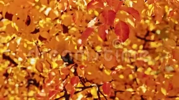 秋天忧郁的金树落叶视频的预览图