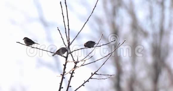 鸟雀坐在大自然的树枝上视频的预览图
