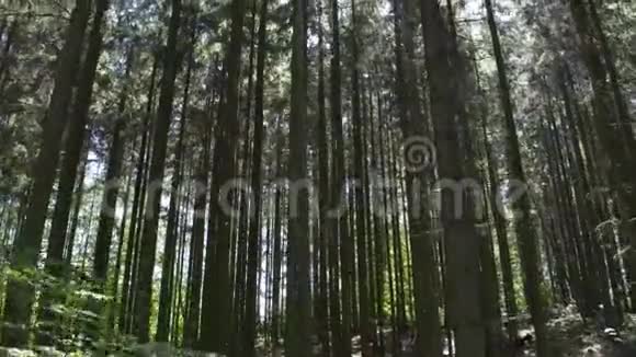 以太阳为背景的丹麦森林视频的预览图