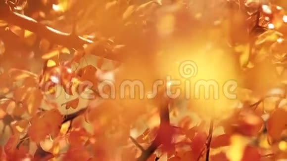 迷人的秋天季节模糊的黄树叶视频的预览图