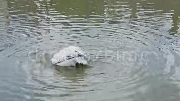 湖中白色洁净羽毛的全景视频的预览图