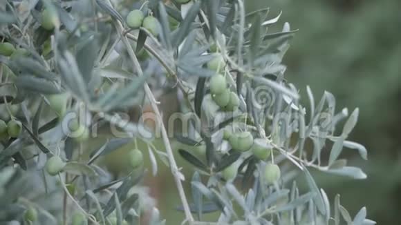 橄榄树树枝上有绿色成熟的橄榄视频的预览图