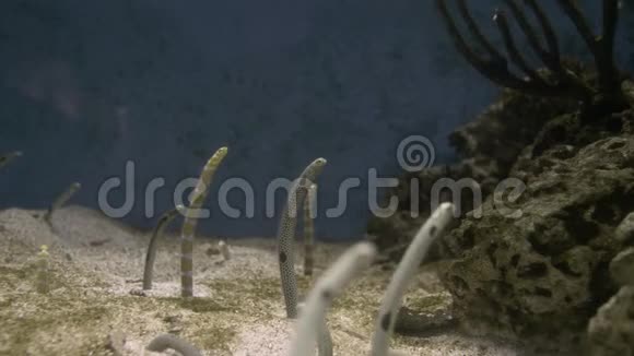 难以辨认的生物斑点花园鳗鱼视频的预览图