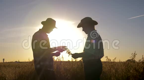 两个农民带着庄稼在田间劳作检查粮食的贫瘠程度视频的预览图