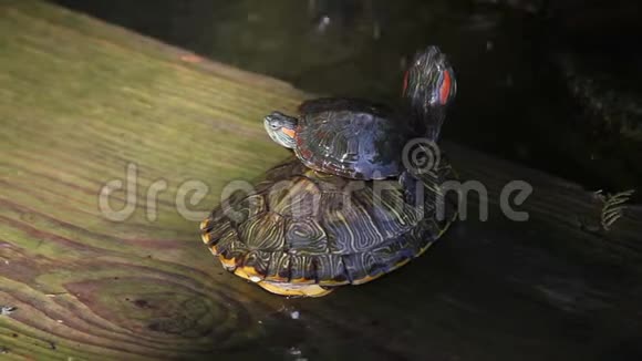 巴西海龟在一个池塘西安中国视频的预览图