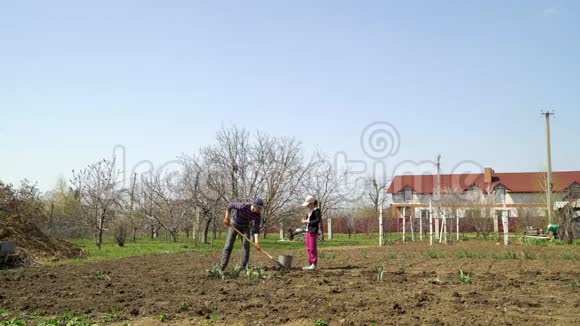 早春蔬菜田种苗薯的农民家庭视频的预览图