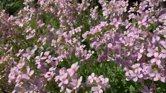 粉红色的花在田野里生长风视频的预览图