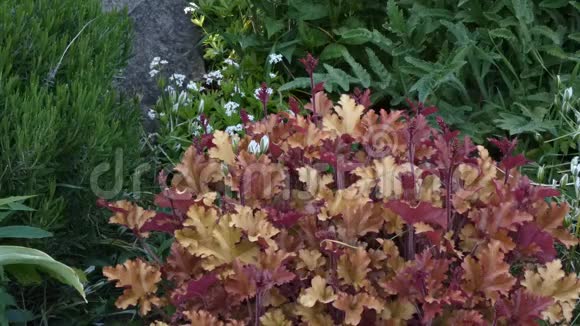花园中珊瑚钟形植物的黄紫色叶子视频的预览图