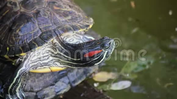 巴西海龟在一个池塘西安中国视频的预览图
