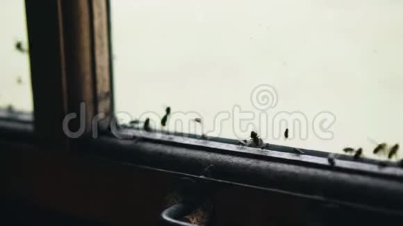 苍蝇粘在玻璃上昆虫特写视频的预览图