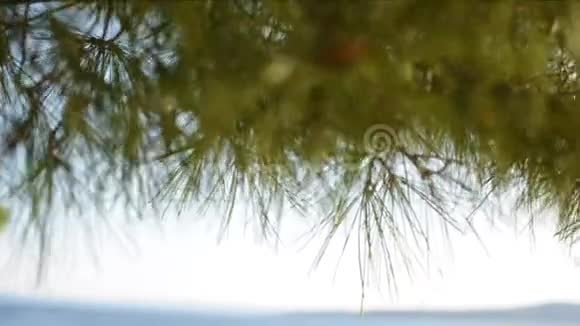 剪影松树枝吹海边和绿松石海视频的预览图
