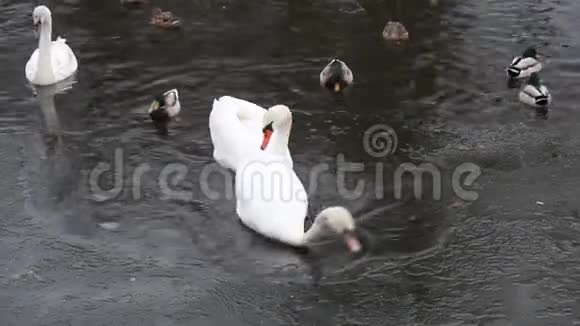 天鹅和鸭子在冰冻的河里视频的预览图