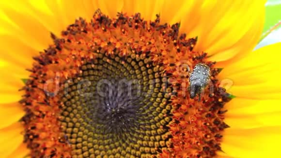 一朵向日葵上的甲虫视频的预览图