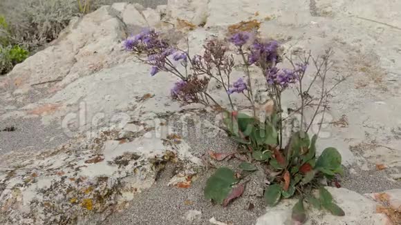 保加利亚黑海沿岸的一个岩礁上生长的耐盐野生植物视频的预览图