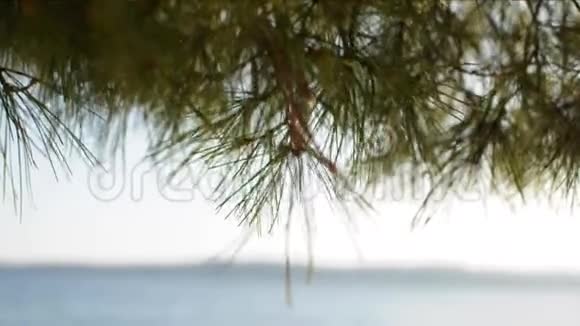 剪影松树枝吹海边和绿松石海视频的预览图