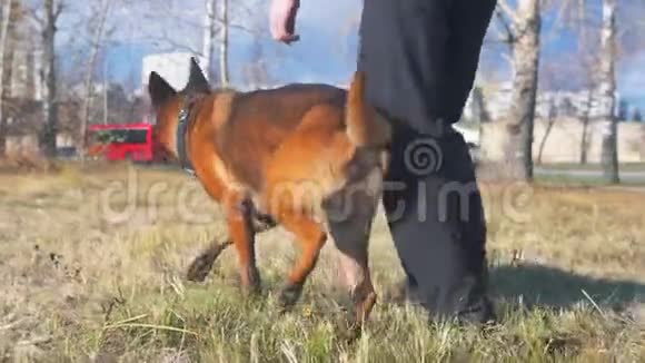 一个人和他的德国牧羊犬在训练场散步视频的预览图