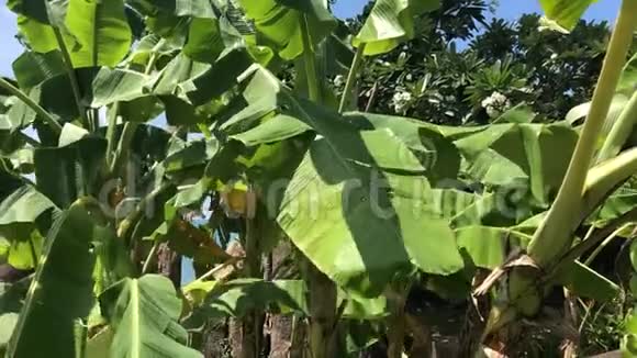 香蕉树的叶子在热带风中摇摆视频的预览图