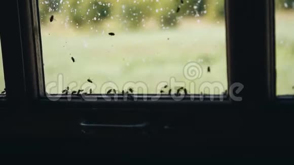 一个装满苍蝇的小木箱一大群昆虫视频的预览图