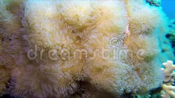 一个柔软的大珊瑚靠近白色珊瑚视频的预览图