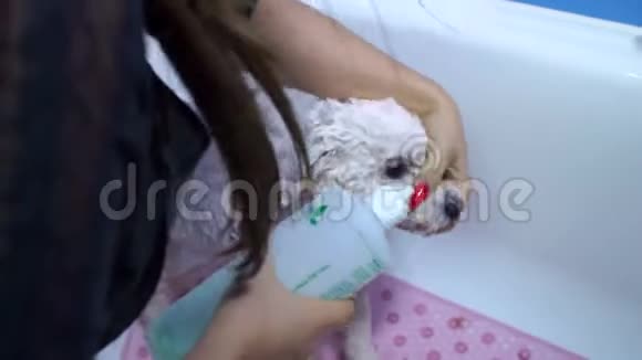 一个狗修复员的特写在浴室里给一只狗BichonFrise洗澡视频的预览图