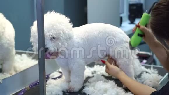 女人用电动剪发器修剪一只小狗BichonFrise视频的预览图