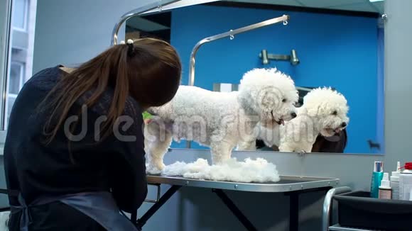 女人用电动剪发器修剪一只小狗BichonFrise视频的预览图