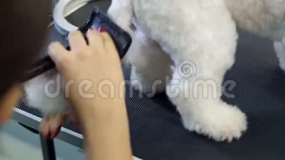 兽医吹干了一只狗BichonFrise头发在一家兽医诊所特写视频的预览图