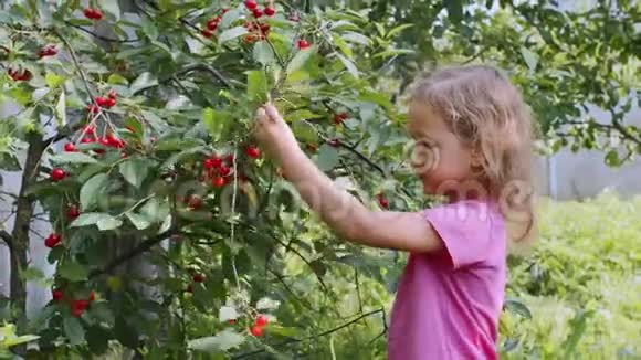 小女孩正在吃樱桃从树上摘浆果视频的预览图