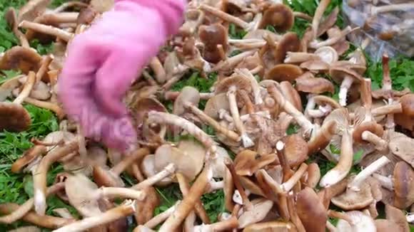 一只粉红色手套的手穿过切好的蜜露蘑菇躺在绿草上很多秋菇特写视频的预览图