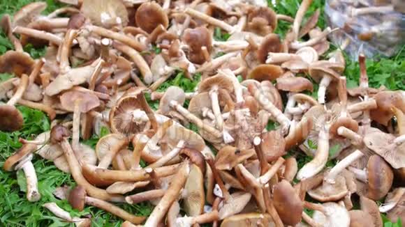 鲜切的蘑菇躺在绿草上很多秋菇收集的蘑菇躺在一堆里关闭视频的预览图