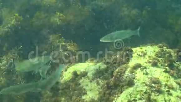 一群快速鱼Mugil头鱼在藻类密集的地方寻找食物黑海的福纳视频的预览图