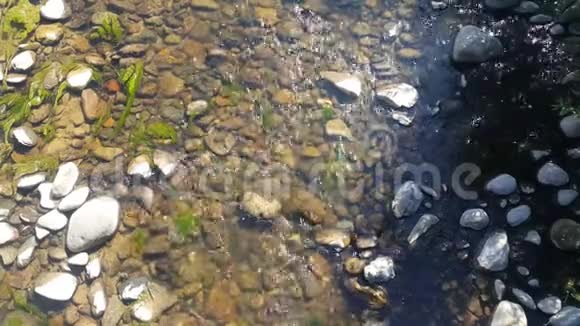 清新的河水山涧的急流舒缓的4K视频通过水你可以看到石头和藻类视频的预览图