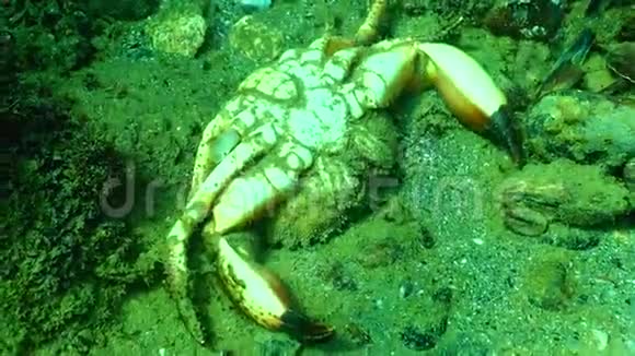 疣有时称为疣蟹或黄蟹黑海视频的预览图