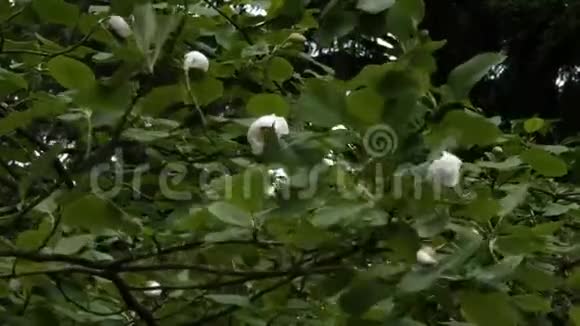 春天开放的大玉兰树视频的预览图