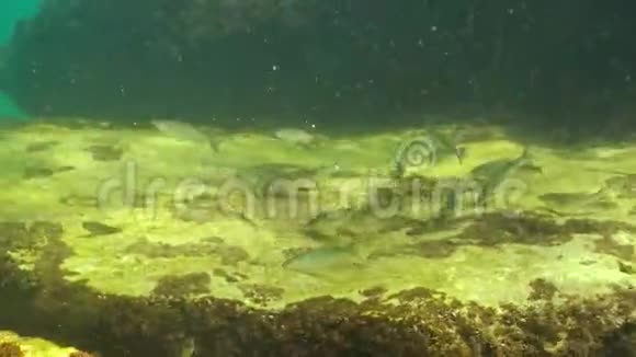 一群快速鱼Mugil头鱼在藻类密集的地方寻找食物黑海的福纳视频的预览图