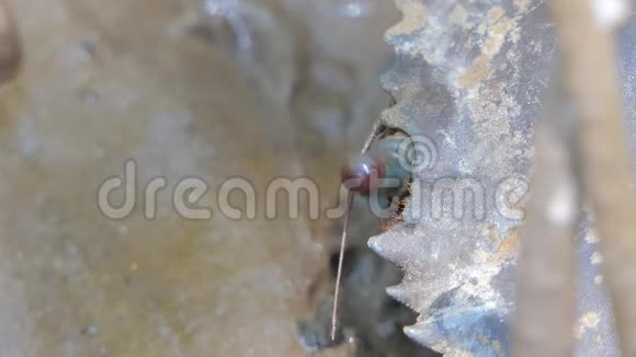 红树林锯齿泥蟹眼视频的预览图