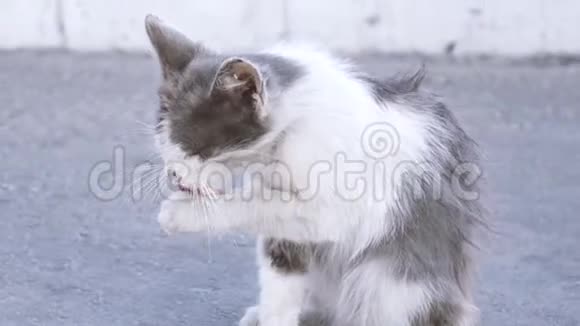 白猫在街上舔自己视频的预览图