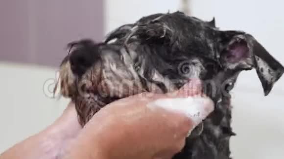 专业宠物美容师在宠物美容沙龙用洗发水洗脸快关门视频的预览图