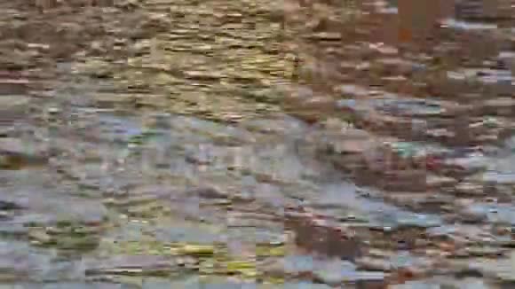 抽象性质金色阳光水反射的房子鲨鱼鲶鱼游泳泼水视频的预览图
